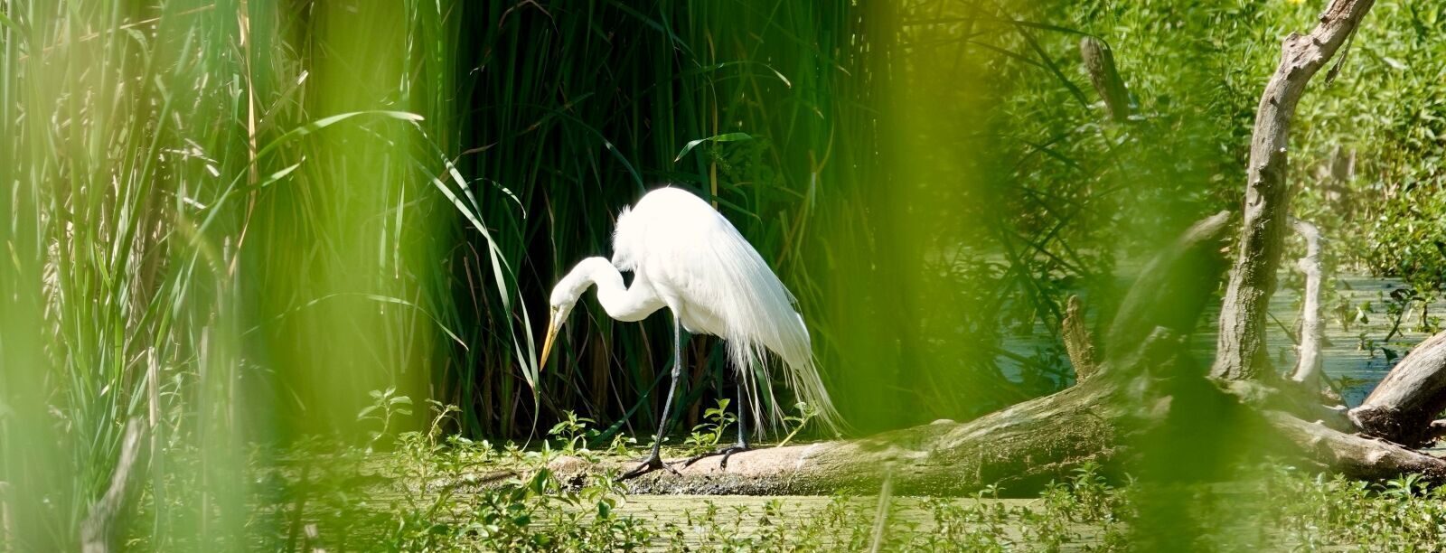 Explore Pinckney Island National Wildlife Refuge on Hilton Head Island