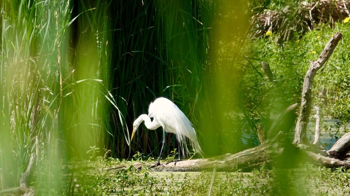 Your Guide to Birding in Hilton Head Island, SC